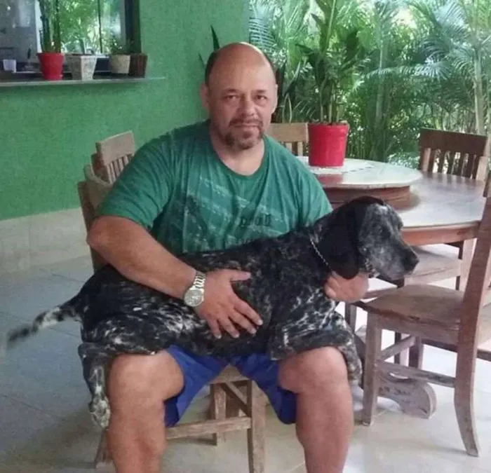 Cachorro ra a Perdigueiro idade 6 ou mais anos nome LUNA PHOENIX