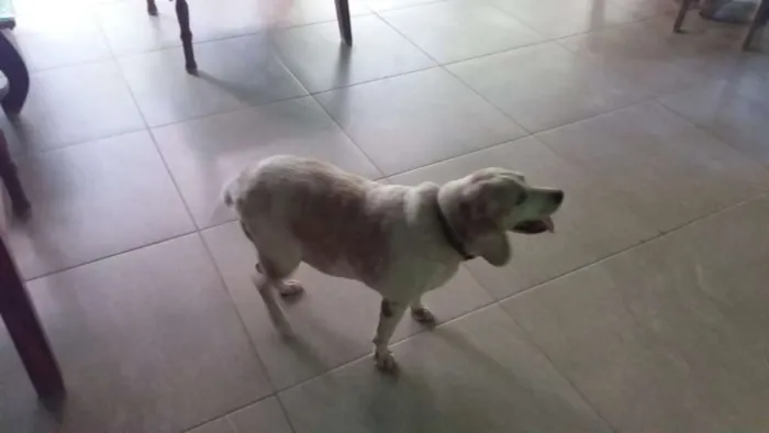 Cachorro ra a Bagle idade 6 ou mais anos nome BIANCA ERECTUS