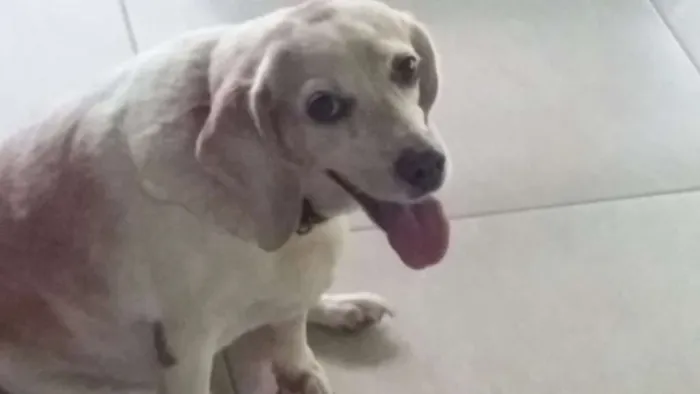 Cachorro ra a Bagle idade 6 ou mais anos nome BIANCA ERECTUS