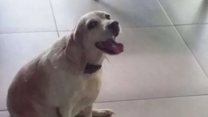 Cachorro ra a Bagle idade 6 ou mais anos nome BIANCA ERECTUS