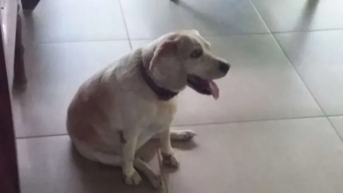 Cachorro ra a Bagle idade 6 ou mais anos nome BIANCA ERECTUS