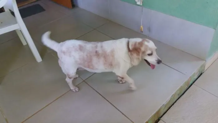 Cachorro ra a Bagle idade 6 ou mais anos nome BIANCA ERECTUS