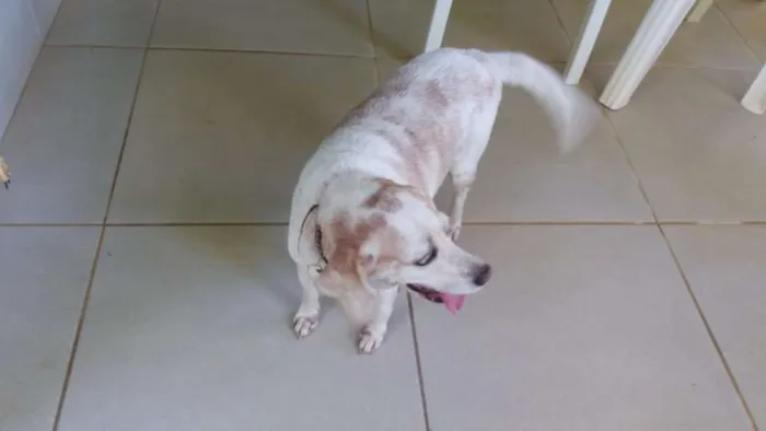 Cachorro ra a Bagle idade 6 ou mais anos nome BIANCA ERECTUS