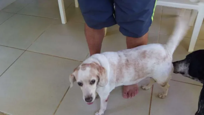 Cachorro ra a Bagle idade 6 ou mais anos nome BIANCA ERECTUS