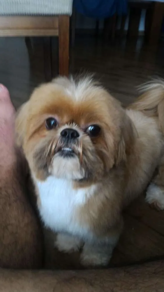 Cachorro ra a Shitsu idade 4 anos nome Tico