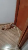Tico