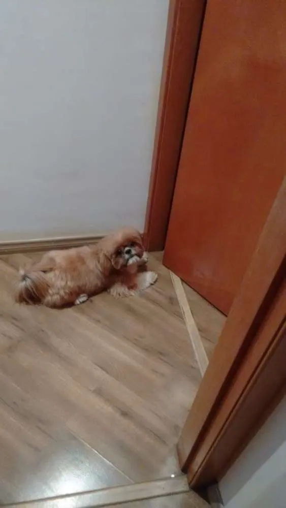 Cachorro raça Shitsu idade 4 anos nome Tico