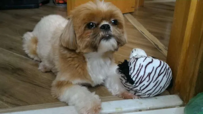Cachorro raça Shitsu idade 4 anos nome Tico