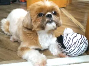 Cachorro raça Shitsu idade 4 anos nome Tico