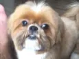 Tico