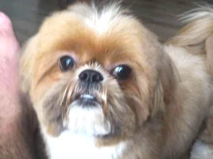 Cachorro raça Shitsu idade 4 anos nome Tico