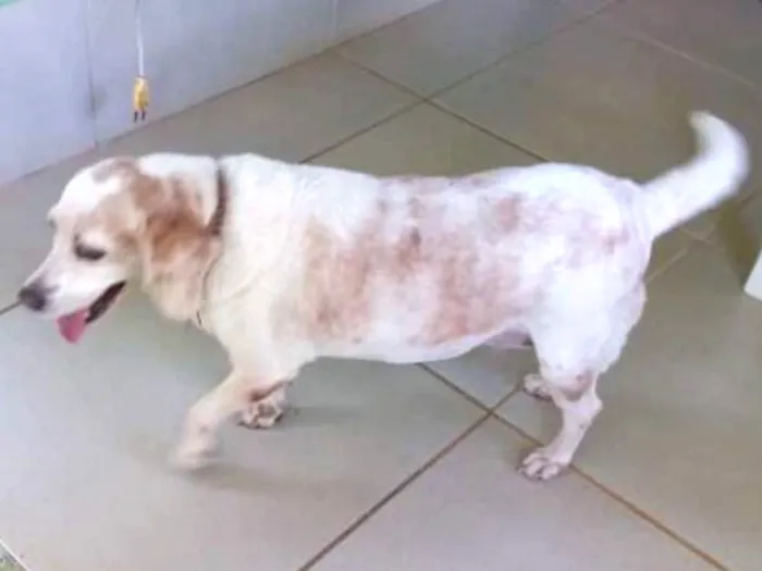 Cachorro ra a Bagle idade 6 ou mais anos nome BIANCA ERECTUS