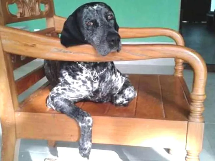 Cachorro ra a Perdigueiro idade 6 ou mais anos nome LUNA PHOENIX