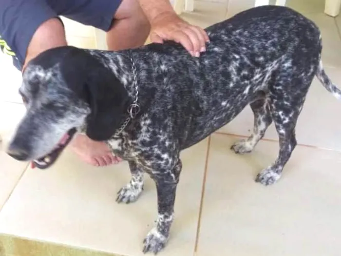 Cachorro ra a Perdigueiro idade 6 ou mais anos nome LUNA PHOENIX