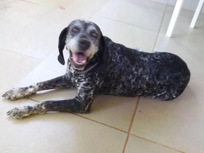 Cachorro ra a Perdigueiro idade 6 ou mais anos nome LUNA PHOENIX