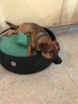 Lulu