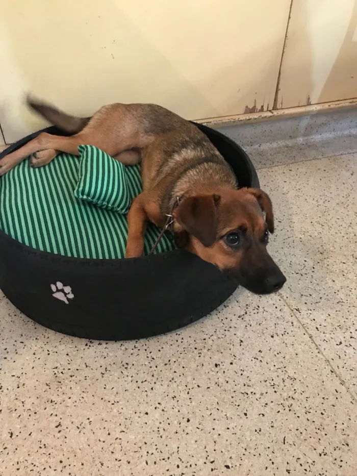 Cachorro ra a Srd idade  nome Lulu