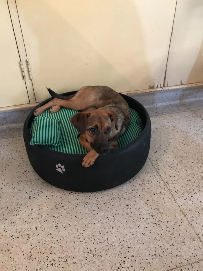 Cachorro ra a Srd idade  nome Lulu