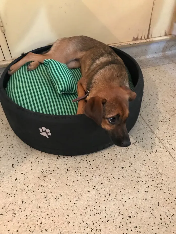 Cachorro ra a Srd idade  nome Lulu