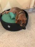 Lulu