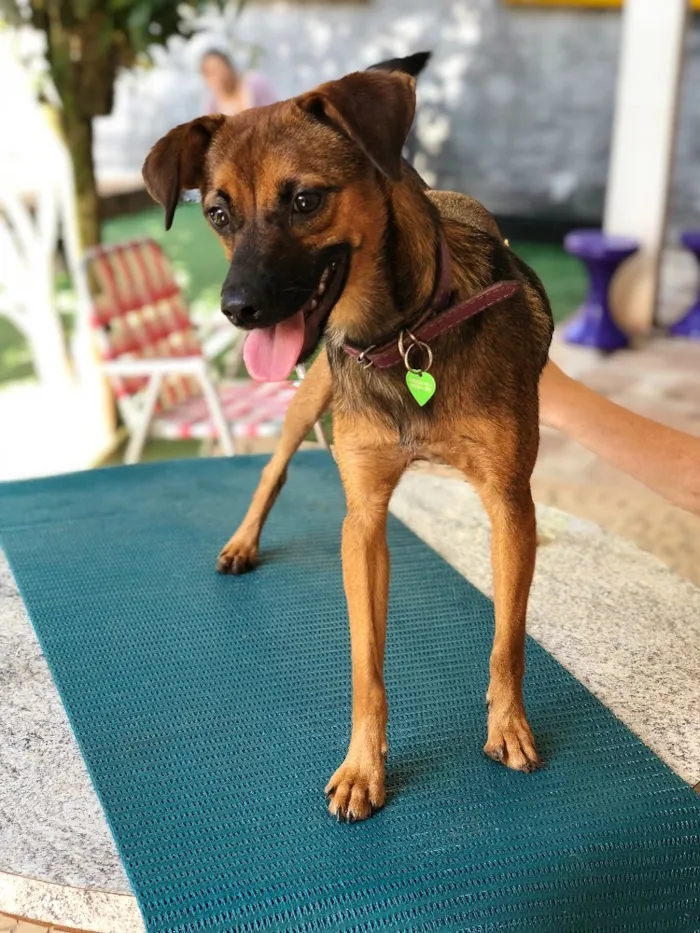 Cachorro ra a Srd idade  nome Lulu