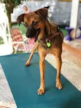 Lulu