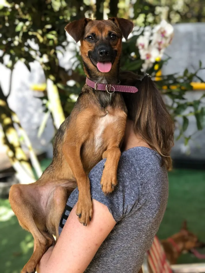 Cachorro ra a Srd idade  nome Lulu