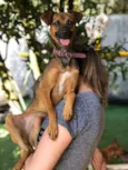 Lulu