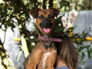 Cachorro raça Srd idade  nome Lulu