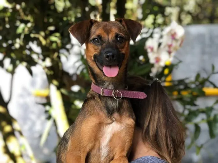 Cachorro ra a Srd idade  nome Lulu