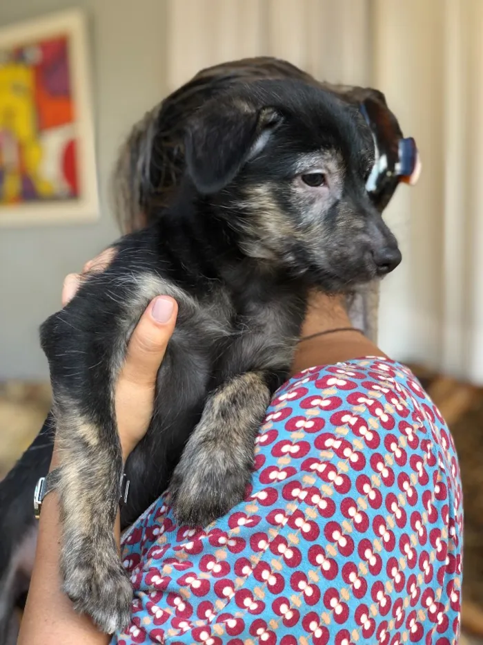 Cachorro ra a Srd idade  nome Lennon