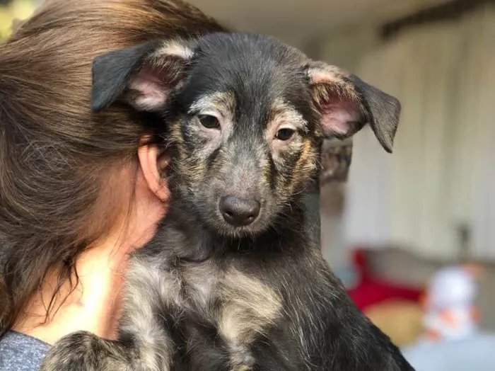 Cachorro ra a Srd idade  nome Lennon