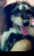 Cachorro raça SRD idade 1 ano nome Hadassa