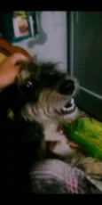 Cachorro raça SRD idade 1 ano nome Hadassa