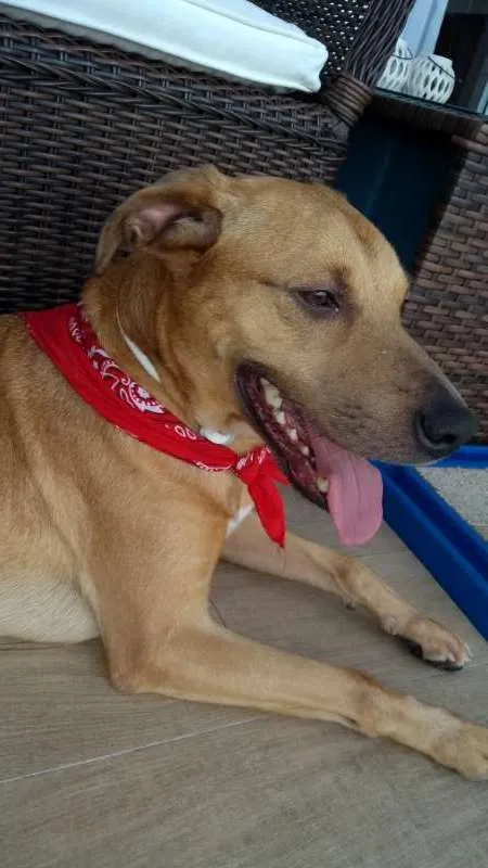 Cachorro ra a SRD idade 2 anos nome Galã