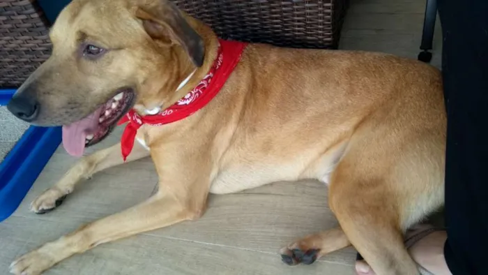 Cachorro ra a SRD idade 2 anos nome Galã