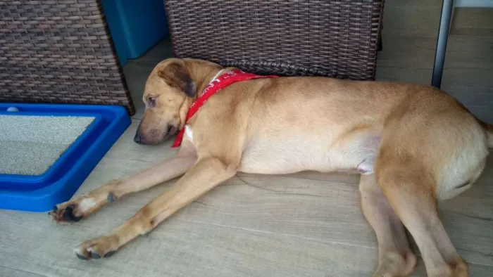 Cachorro ra a SRD idade 2 anos nome Galã