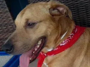 Cachorro raça SRD idade 2 anos nome Galã