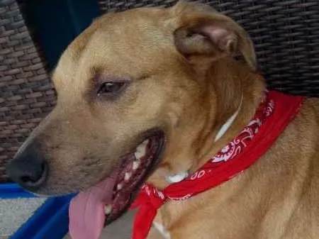 Cachorro ra a SRD idade 2 anos nome Galã