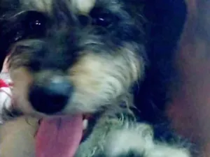 Cachorro raça SRD idade 1 ano nome Hadassa