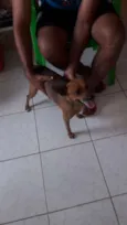 Duque
