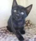 LEO