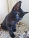 LEO