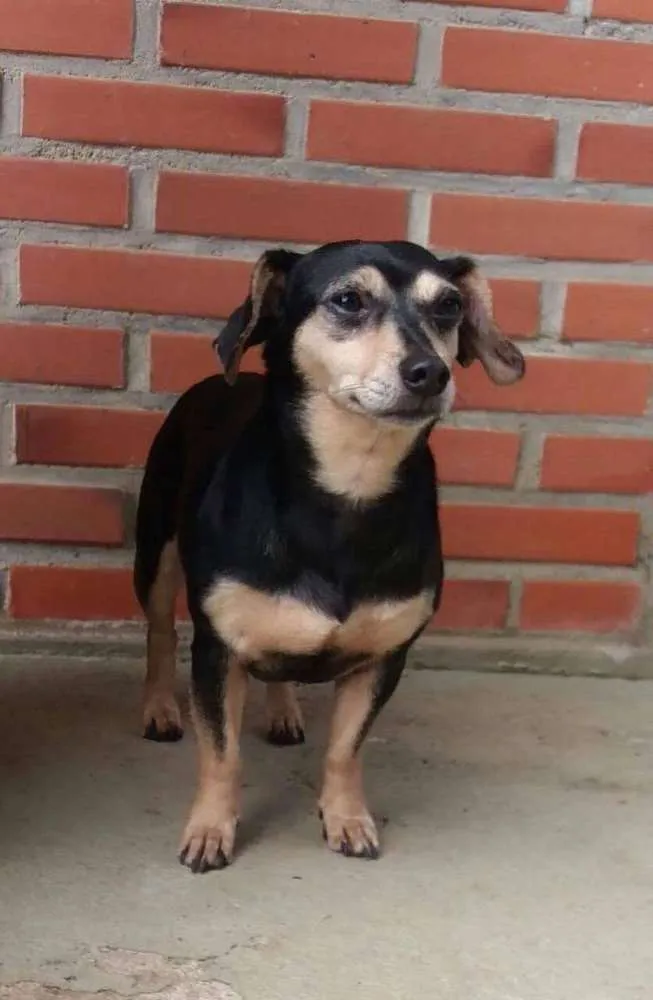 Cachorro ra a Srd idade 3 anos nome Luck