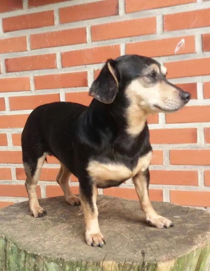 Cachorro ra a Srd idade 3 anos nome Luck