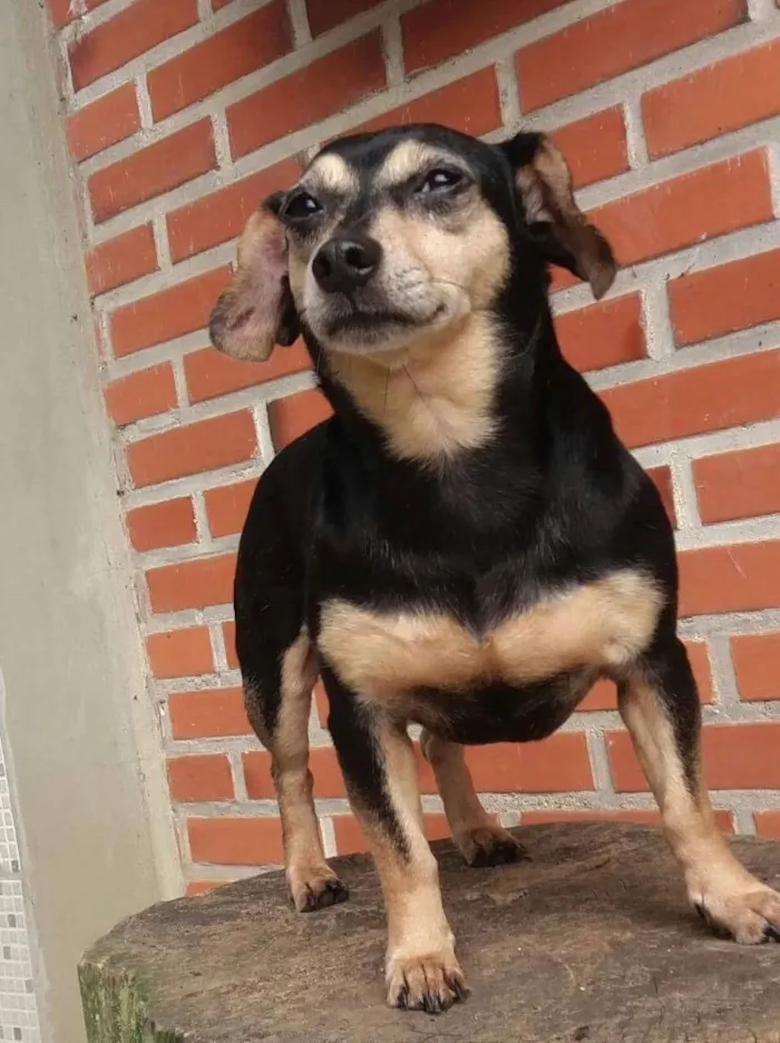 Cachorro ra a Srd idade 3 anos nome Luck