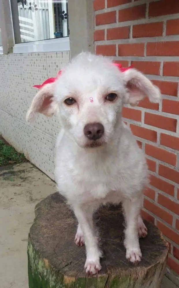 Cachorro ra a Poodle idade 2 anos nome Snow