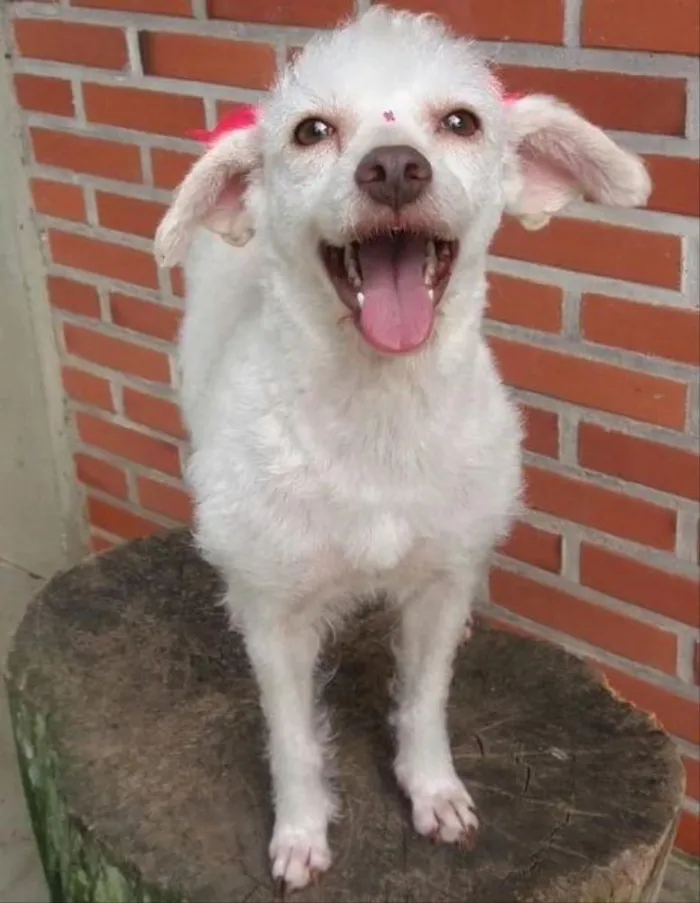 Cachorro ra a Poodle idade 2 anos nome Snow