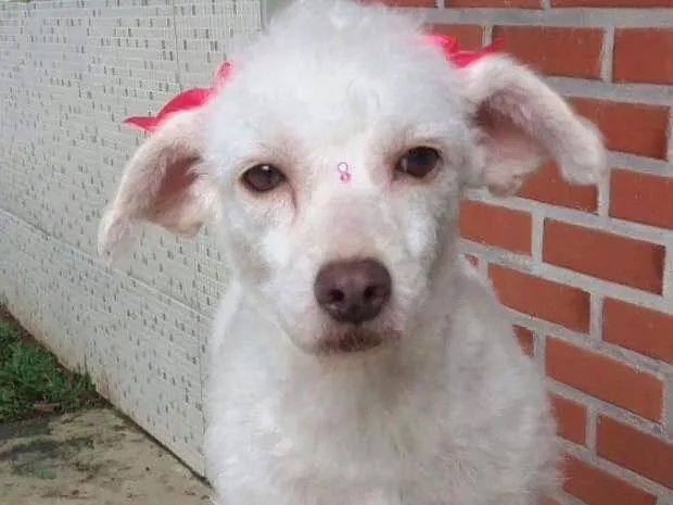 Cachorro ra a Poodle idade 2 anos nome Snow
