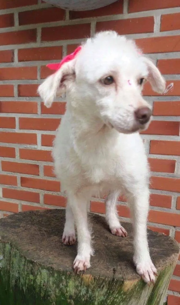 Cachorro ra a Poodle idade 2 anos nome Snow